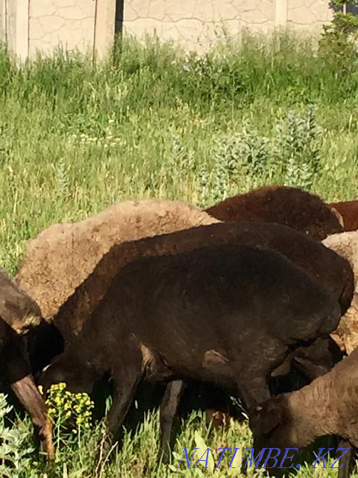 I will sell a sheep for 65 000tg Shemonaikha - photo 3