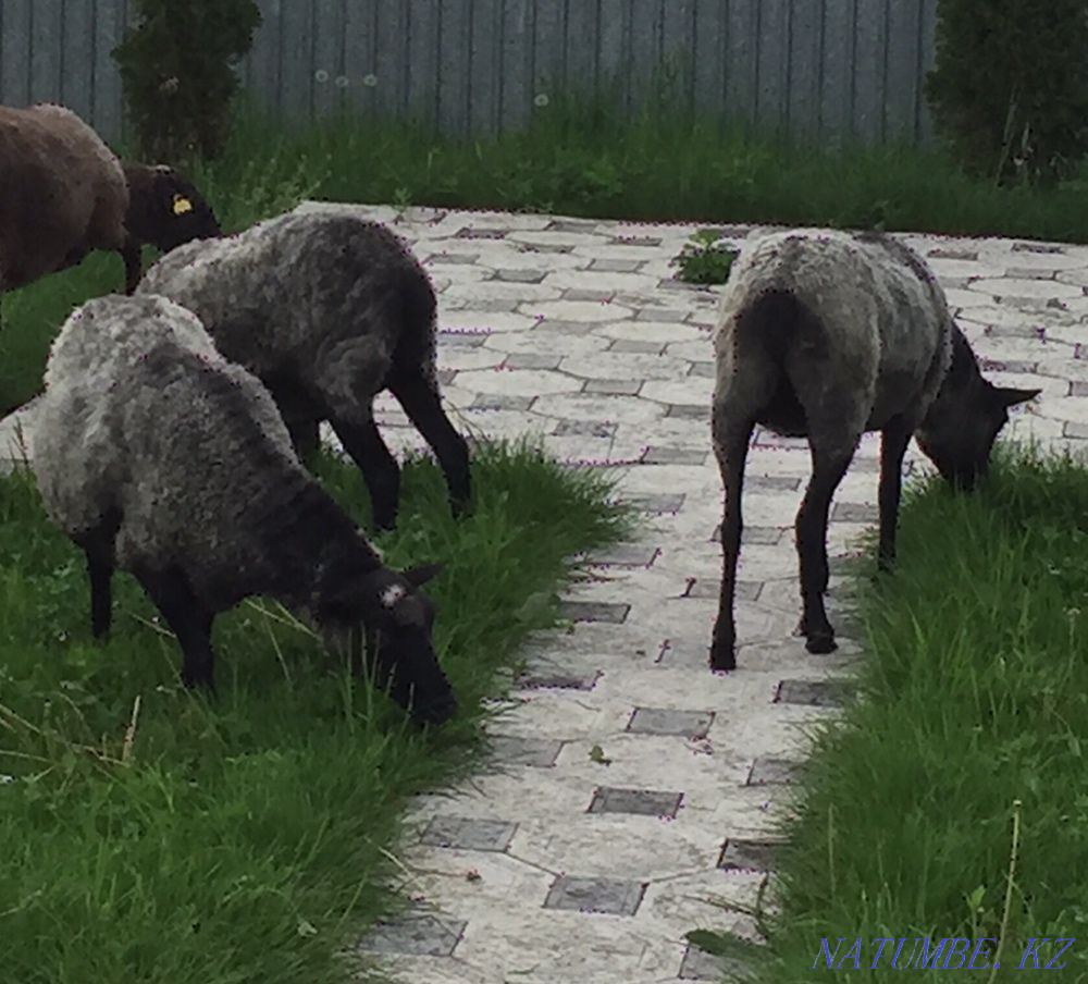 Romanov sheep  - photo 1