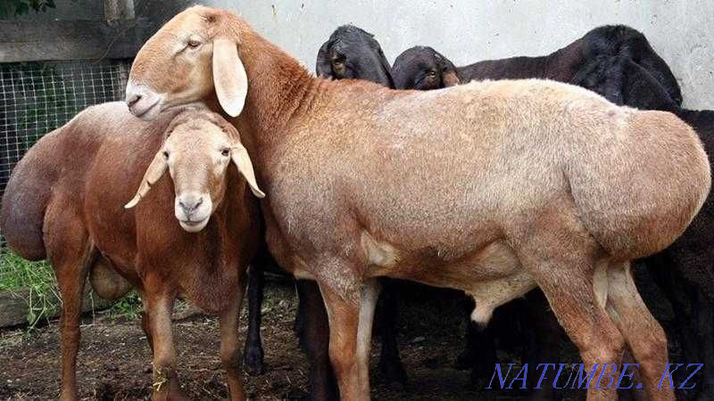 Бараны Овцы ?ойлар сатылады Астана - изображение 1