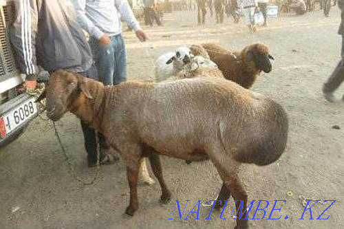 Бараны Овцы ?ойлар сатылады Астана - изображение 2