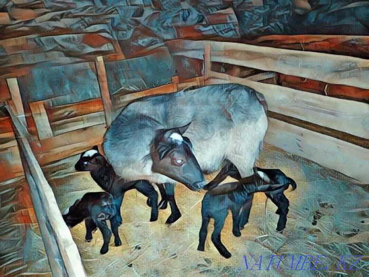 Romanov sheep Узынагаш - photo 2