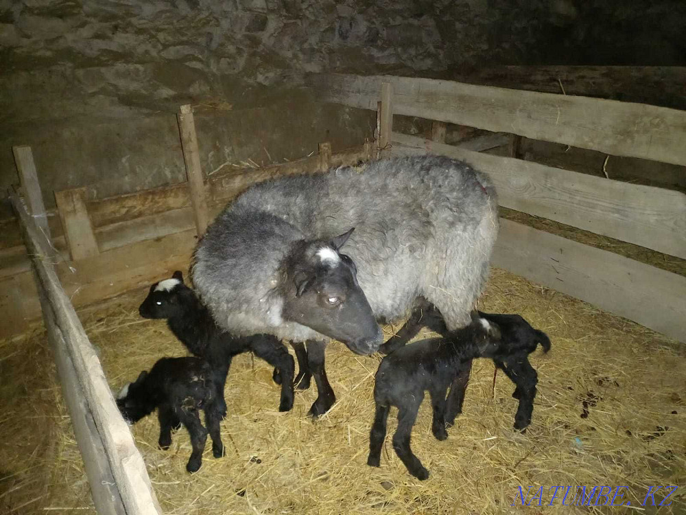 Romanov sheep Узынагаш - photo 1