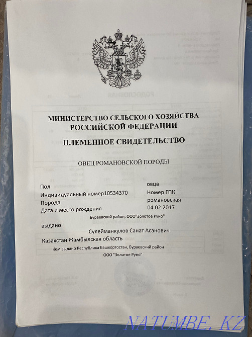 Romanov sheep Узынагаш - photo 3