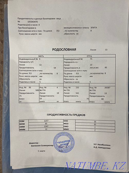 Romanov sheep Узынагаш - photo 4