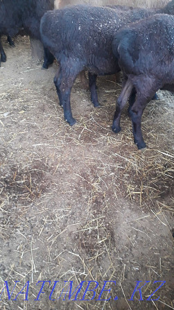 Semiz bordak koilar 40-65 aralygynda. Rams and sheep Taraz - photo 2
