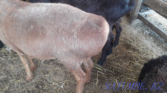Semiz bordak koilar 40-65 aralygynda. Rams and sheep Taraz - photo 1