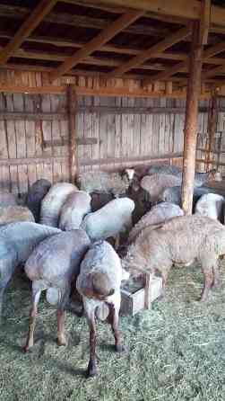 Бараны и овцы жирные курдючные в Наримановке Kostanay