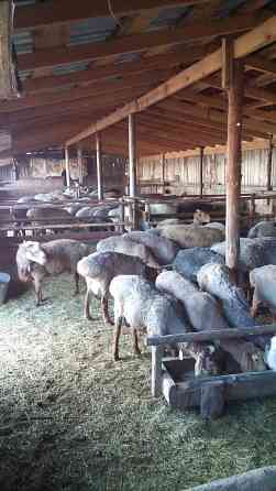 Бараны и овцы жирные курдючные в Наримановке Kostanay