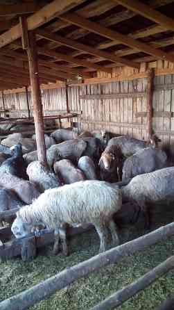 Бараны и овцы жирные курдючные в Наримановке Костанай