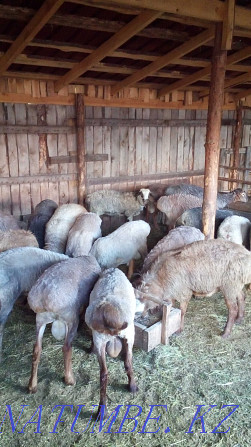 Fat-tailed rams and sheep in Narimanovka Kostanay - photo 4