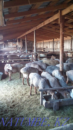 Fat-tailed rams and sheep in Narimanovka Kostanay - photo 2