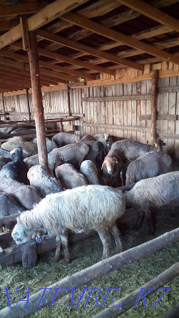 Fat-tailed rams and sheep in Narimanovka Kostanay - photo 3