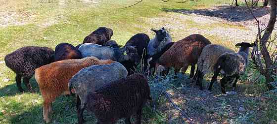 Романовские овцы 