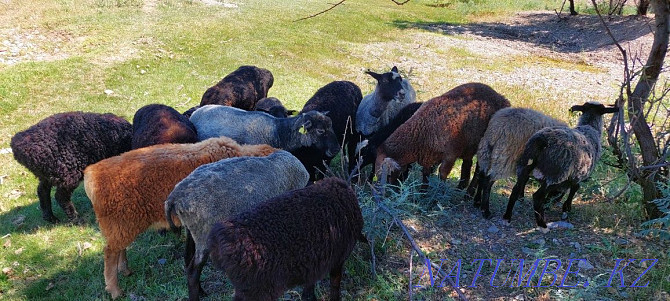 Романовские овцы  - изображение 4