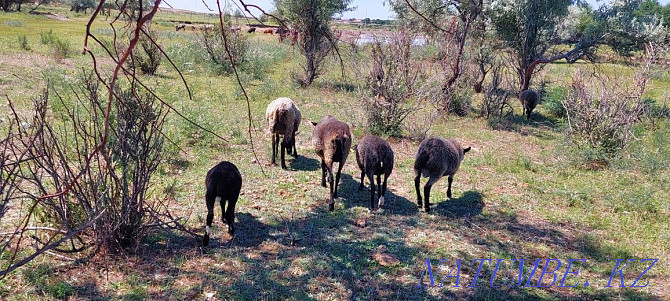 Романовские овцы  - изображение 1