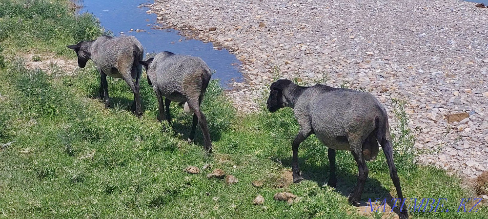 Romanov sheep  - photo 2