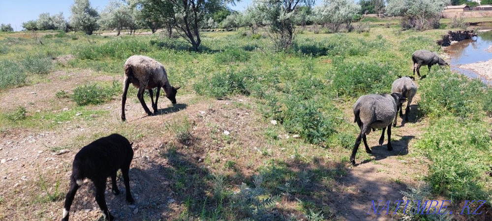 Romanov sheep  - photo 3