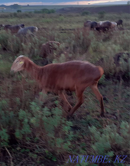 Sheep rams for sale.  - photo 3