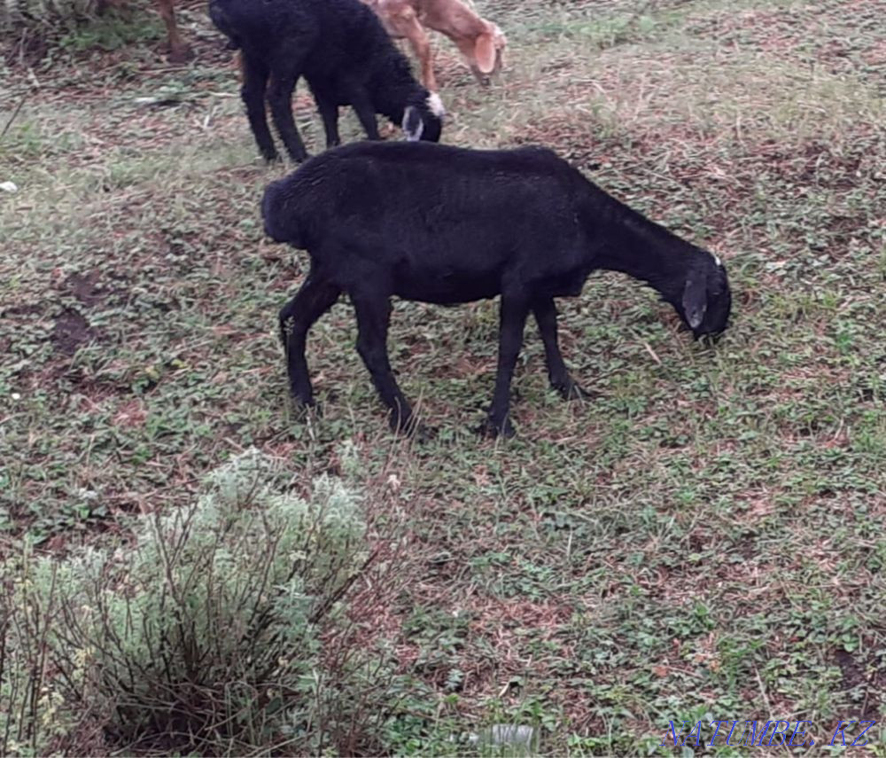 Sheep rams for sale.  - photo 1