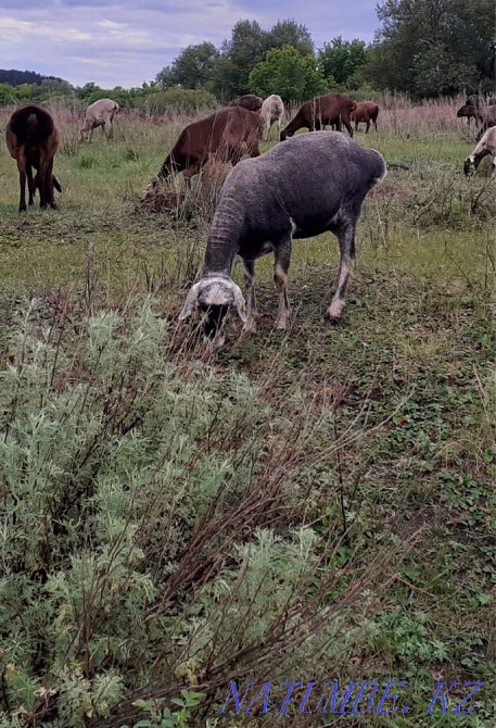 Sheep rams for sale.  - photo 2