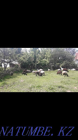 ?oh Sheep Sheep lambs Almaty - photo 1