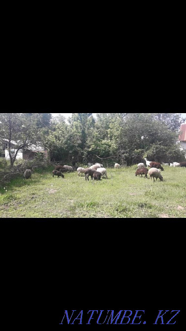 ?ой Бараны Овцы ягнята Алматы - изображение 1