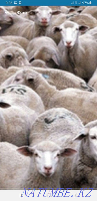 Sheep koi rams toktushki for sale.Free fast shipping.gA Almaty - photo 1