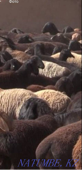 Sheep koi rams toktushki for sale.Free fast shipping.gA Almaty - photo 2