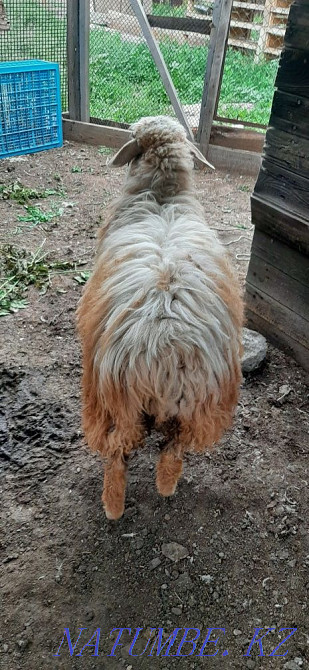 Sell young sheep Ust-Kamenogorsk - photo 2