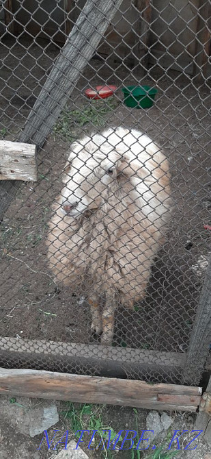 Sell young sheep Ust-Kamenogorsk - photo 1