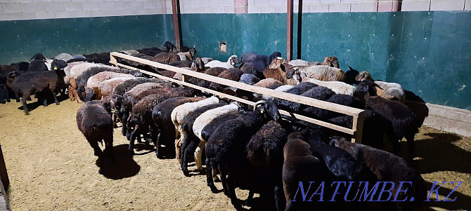 May semiz koi tokty tusak koshkar ram sheep Kyzylorda - photo 4