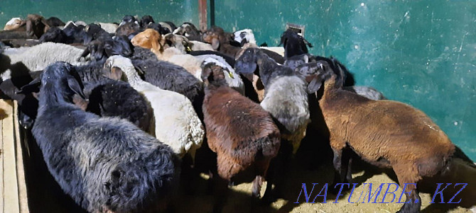 May semiz koi tokty tusak koshkar ram sheep Kyzylorda - photo 3