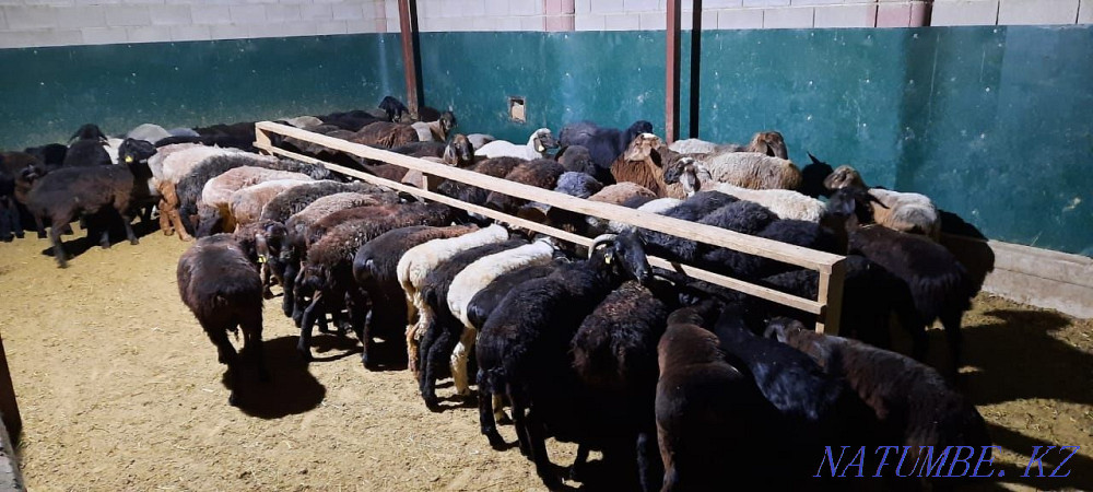 Май семиз кой токты тусак кошкар баран овцы Кызылорда - изображение 4