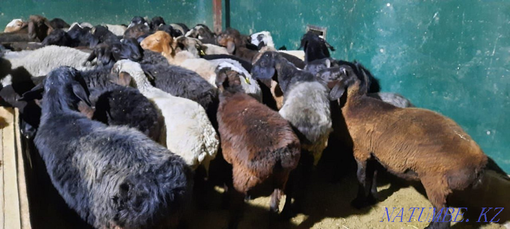 Май семиз кой токты тусак кошкар баран овцы Кызылорда - изображение 3
