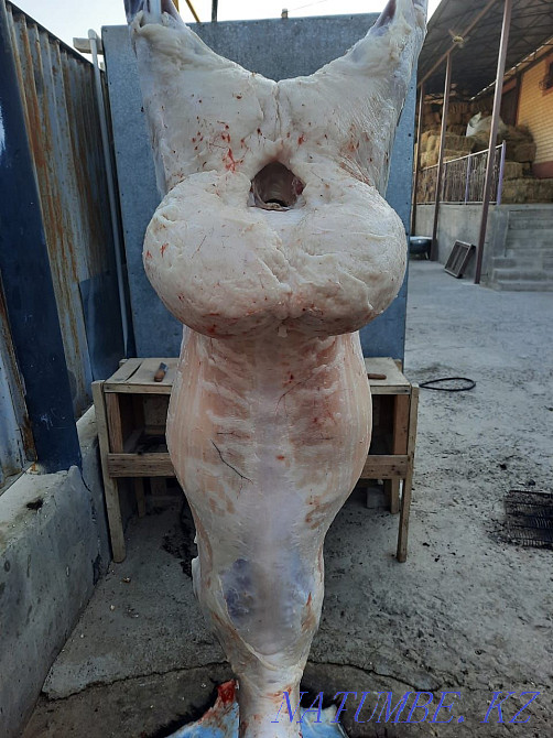 Май семиз кой токты тусак кошкар баран овцы Кызылорда - изображение 2
