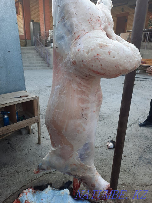 Май семиз кой токты тусак кошкар баран овцы Кызылорда - изображение 1