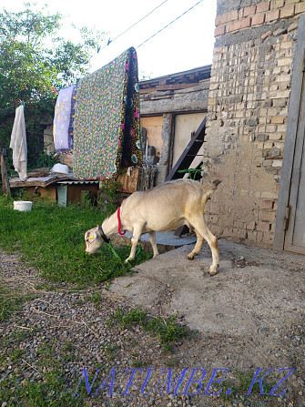 I will sell or exchange a goat alpiy nubian eshky goat kids saanen sheep Боралдай - photo 4