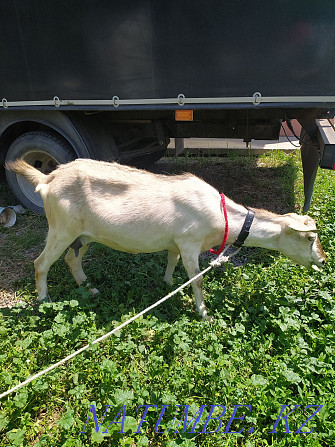 I will sell or exchange a goat alpiy nubian eshky goat kids saanen sheep Боралдай - photo 1