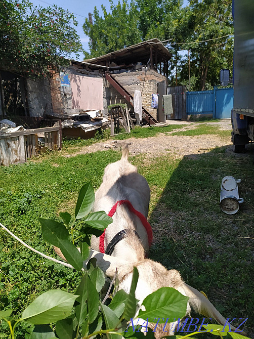 Продам или обменяю козу алпий нубийский ешкы козлята овцы зааненские Боралдай - изображение 2