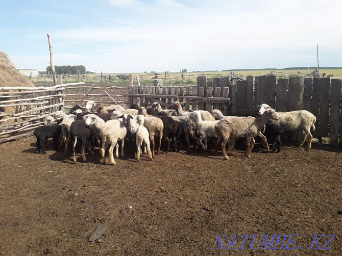 Sheep with lambs. Koylar goats. Sheep lamb sheep. Koi tokty goats Petropavlovsk - photo 3