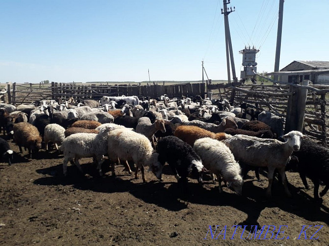 Sheep with lambs. Koylar goats. Sheep lamb sheep. Koi tokty goats Petropavlovsk - photo 1