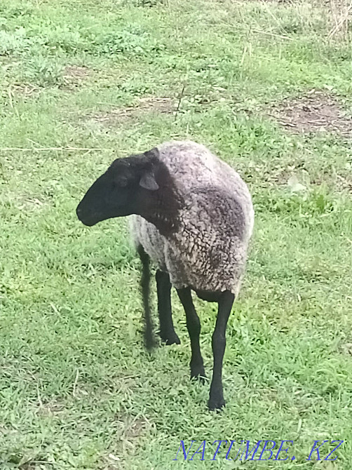 Продам Романовскую овцу! Алмалы - изображение 2