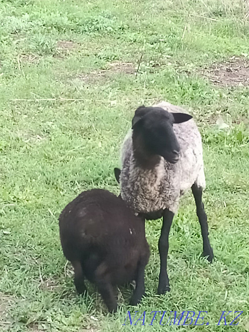 Продам Романовскую овцу! Алмалы - изображение 1