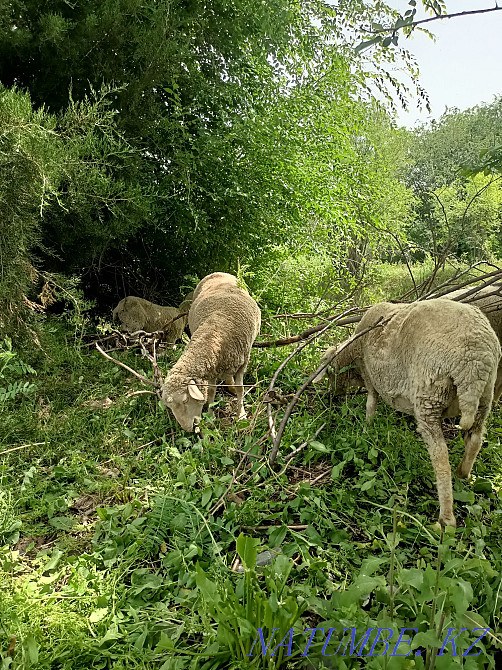 Продам Романовскую овцу! Алмалы - изображение 4