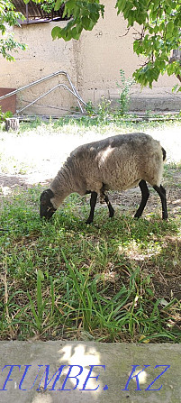 Romanov sheep Нурмухамеда Есентаева - photo 2