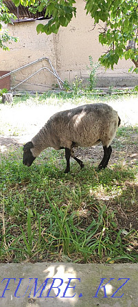 Romanov sheep Нурмухамеда Есентаева - photo 1