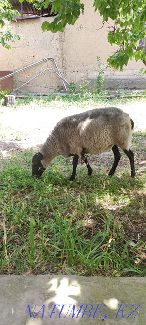 Романовская овца Нурмухамеда Есентаева - изображение 2