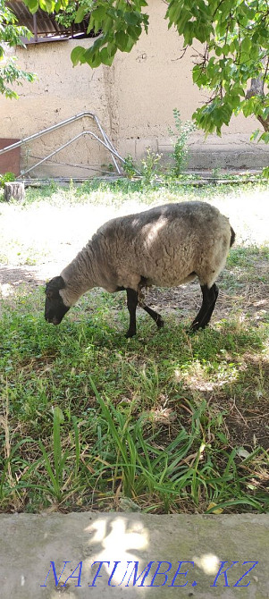 Романовская овца Нурмухамеда Есентаева - изображение 1