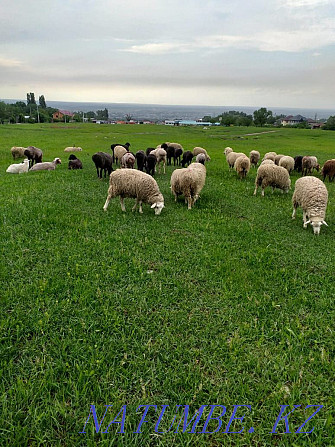 That?you, ?oh. Rams, sheep Кыргауылды - photo 1