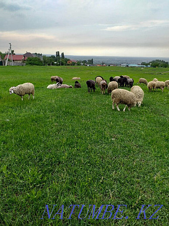 То?ты, ?ой. Бараны, овцы Кыргауылды - изображение 2